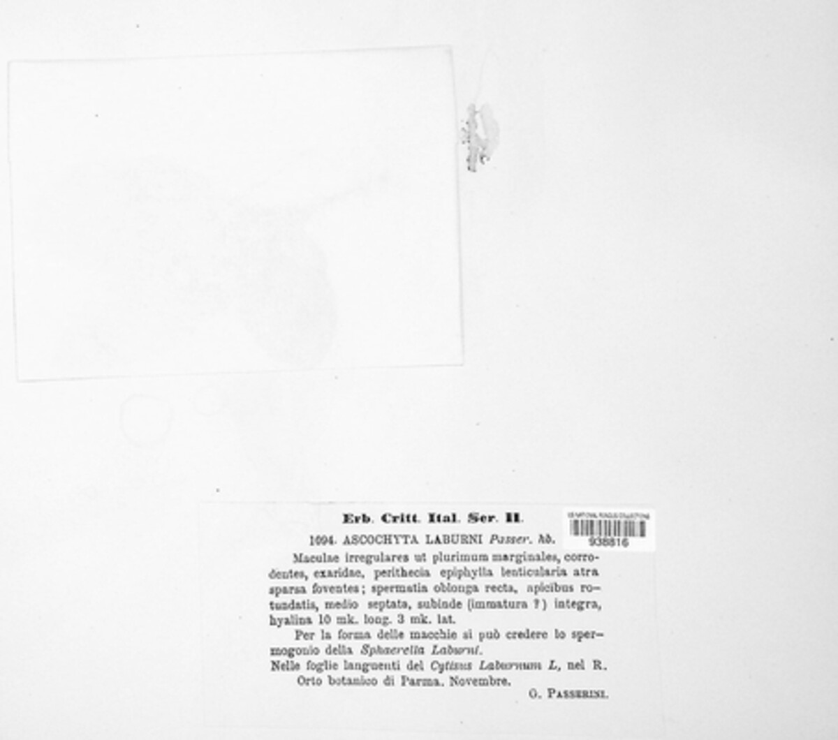 Phyllosticta laburni image